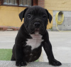 Photo №2 to announcement № 50898 for the sale of american bully - buy in Spain breeder