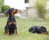 Additional photos: Doberman puppies