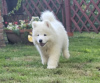 Photo №3. SAMOYED puppy male (FCI) born on June 7, 2024. Poland