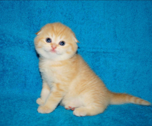 Photo №1. scottish fold - for sale in the city of Minsk | 170$ | Announcement № 1203