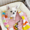 Photo №1. chihuahua - for sale in the city of Гамбург | 243$ | Announcement № 113663