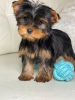 Photo №2 to announcement № 36627 for the sale of yorkshire terrier - buy in Belarus private announcement, breeder