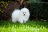 Photo №1. pomeranian - for sale in the city of Tampere | 350$ | Announcement № 111928