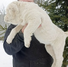 Photo №1. central asian shepherd dog - for sale in the city of Paris | 792$ | Announcement № 41368