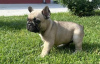 Additional photos: French bulldog puppies for sale