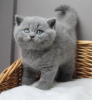 Photo №2 to announcement № 114211 for the sale of british shorthair - buy in Finland 