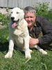 Photo №4. I will sell central asian shepherd dog in the city of Bielefeld. from nursery, breeder - price - 634$