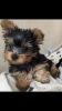 Additional photos: Healthy Yorkie puppies for sale