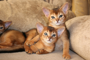 Photo №2 to announcement № 807 for the sale of abyssinian cat - buy in Belarus from nursery, breeder
