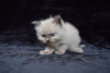 Additional photos: Ragdoll kittens available for loving homes