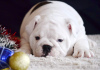 Additional photos: English Bulldog puppies