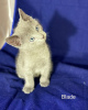 Photo №4. I will sell russian blue in the city of Kiev. breeder - price - 534$