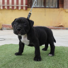 Photo №4. I will sell american bully in the city of Estepona. breeder - price - negotiated