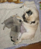 Photo №1. pug - for sale in the city of Erfurt | negotiated | Announcement № 124950