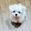 Photo №1. maltese dog - for sale in the city of Canberra | negotiated | Announcement № 104798