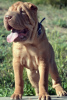 Photo №4. I will sell shar pei in the city of Stockholm. breeder - price - 400$