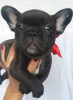 Photo №4. I will sell french bulldog in the city of Bielawa. breeder - price - 1419$