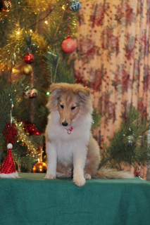 Photo №2 to announcement № 4885 for the sale of shetland sheepdog - buy in Russian Federation from nursery