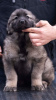 Additional photos: Yugoslav Shepherd Dog - Sharplaninec puppies