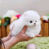 Photo №2 to announcement № 112998 for the sale of pomeranian - buy in Finland private announcement, breeder