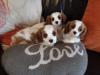 Photo №1. cavalier king charles spaniel - for sale in the city of Гуменне | 354$ | Announcement № 28977