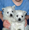 Photo №1. west highland white terrier - for sale in the city of Genk | 317$ | Announcement № 96202