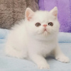 Photo №1. persian cat - for sale in the city of Антверпен | negotiated | Announcement № 62166