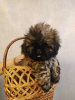 Additional photos: Purebred Shih Tzu puppies.