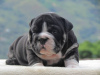 Photo №1. english bulldog - for sale in the city of Riga | negotiated | Announcement № 105988