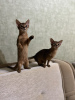 Photo №1. abyssinian cat - for sale in the city of Minsk | 642$ | Announcement № 36967