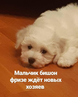 Photo №4. I will sell bichon frise in the city of Minsk.  - price - 550$