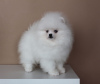 Photo №1. pomeranian - for sale in the city of Vilnius | negotiated | Announcement № 41541