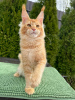 Photo №2 to announcement № 100095 for the sale of maine coon - buy in Netherlands breeder