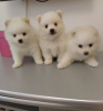 Photo №1. pomeranian - for sale in the city of Fagervik | Is free | Announcement № 110686