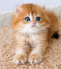 Photo №1. persian cat - for sale in the city of Denver | 250$ | Announcement № 104323