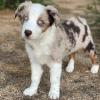 Photo №1. australian shepherd - for sale in the city of Братислава | Is free | Announcement № 120824