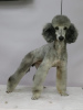 Photo №1. poodle (dwarf) - for sale in the city of Москва | Is free | Announcement № 22505