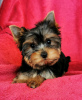 Photo №3. Yorkshire Terrier puppies. Finland