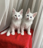 Photo №1. turkish angora - for sale in the city of Berlin | negotiated | Announcement № 93599