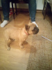 Additional photos: French Bulldog