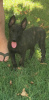 Additional photos: Dutch Shepherd puppies