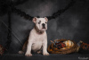 Photo №3. English bulldog puppies. Ukraine