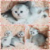 Photo №2 to announcement № 35612 for the sale of scottish fold - buy in Belarus private announcement