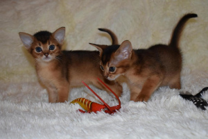 Additional photos: I offer for reserving the Abyssinian kittens of bright wild color, 1.5 months