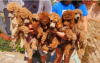 Photo №1. poodle (royal) - for sale in the city of Werbass | negotiated | Announcement № 110778