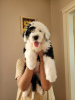 Photo №2 to announcement № 64158 for the sale of bobtail - buy in Georgia private announcement, breeder
