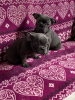 Photo №4. I will sell french bulldog in the city of Аугсбург. private announcement - price - 423$