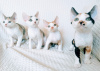 Photo №2 to announcement № 51974 for the sale of devon rex - buy in Belarus from nursery