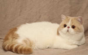 Photo №3. For sale in breeding show exot!. Russian Federation