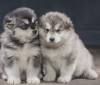 Photo №1. alaskan malamute - for sale in the city of Stockholm | negotiated | Announcement № 113245